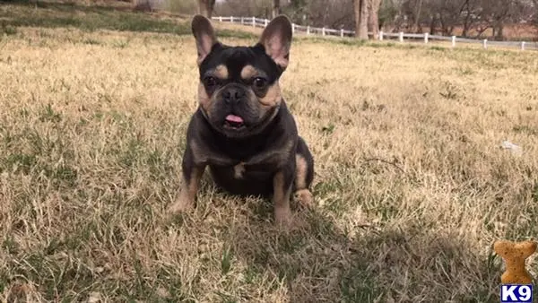 French Bulldog stud dog