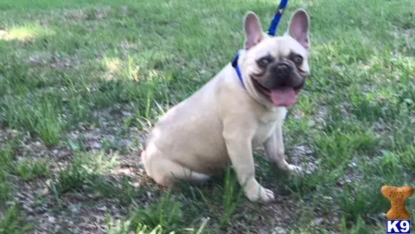 French Bulldog stud dog