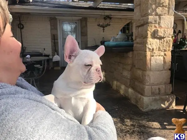 French Bulldog stud dog