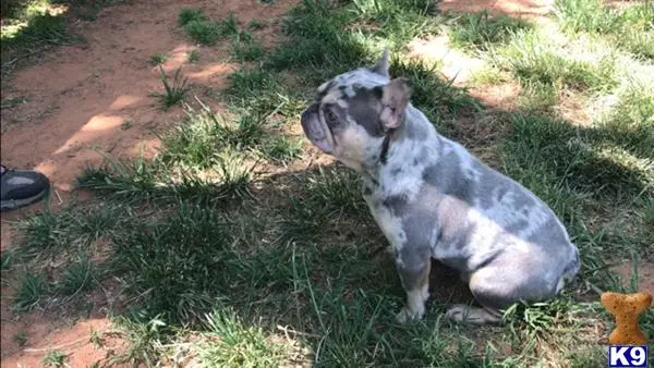 French Bulldog stud dog