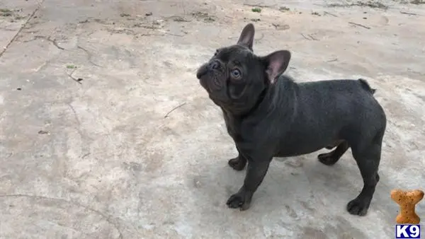 French Bulldog stud dog