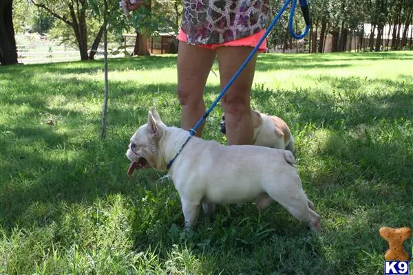 French Bulldog stud dog