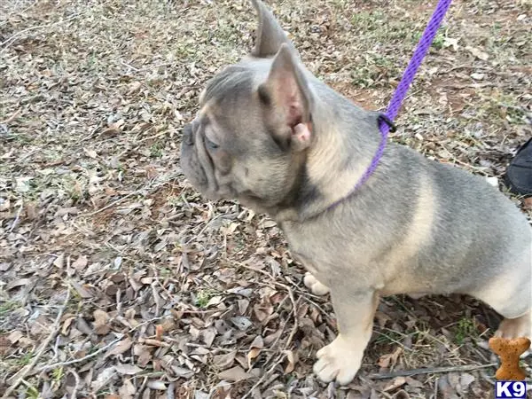 French Bulldog stud dog