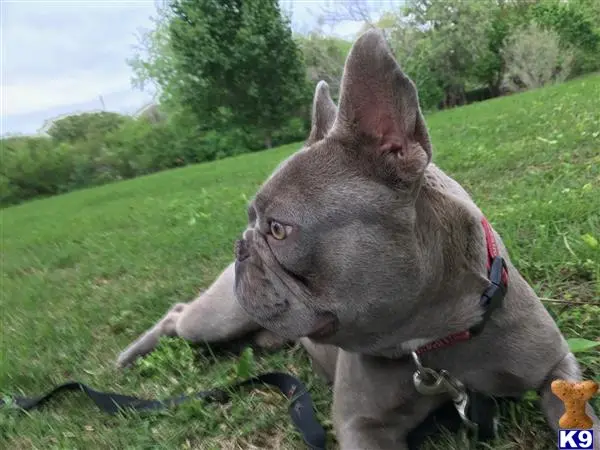 French Bulldog stud dog