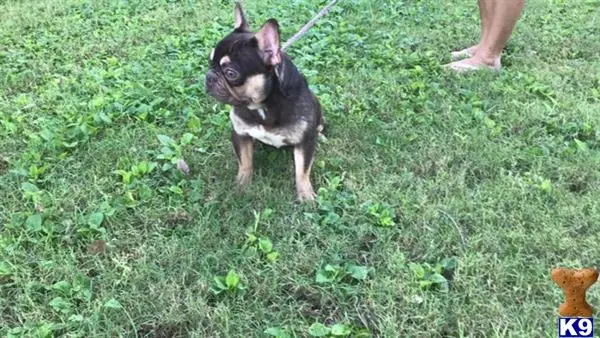 French Bulldog stud dog