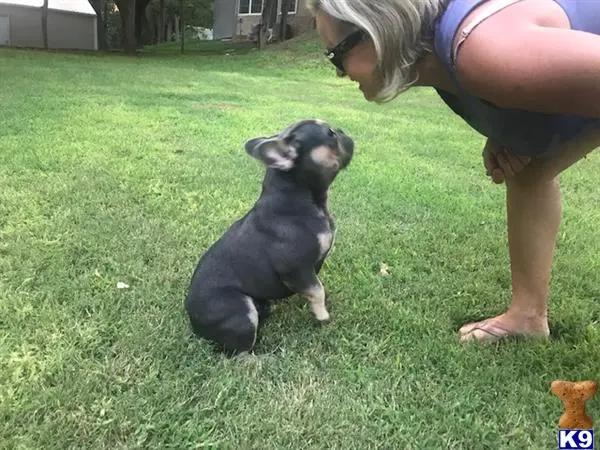 French Bulldog stud dog