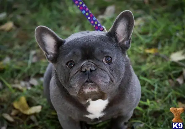 French Bulldog stud dog