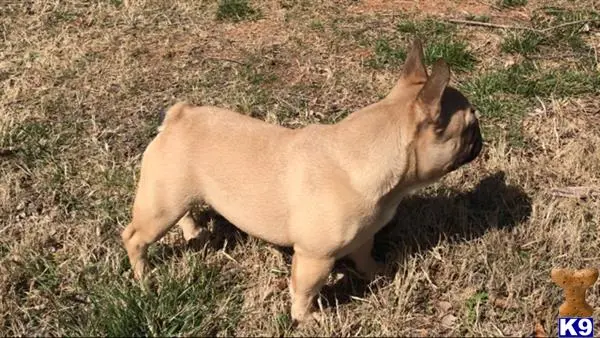 French Bulldog stud dog