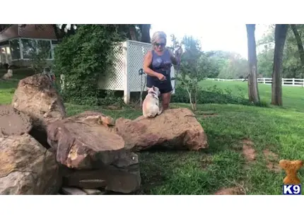 a man with a french bulldog dog on a pile of logs