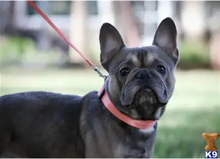 French Bulldog