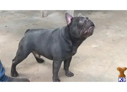 French Bulldog