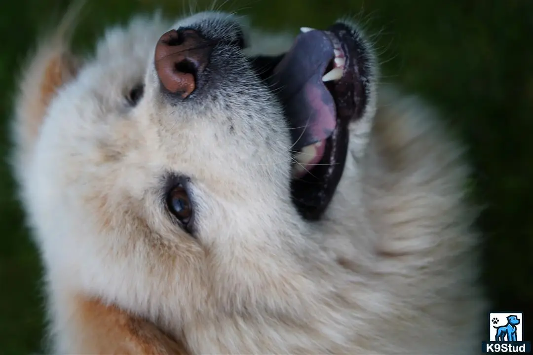 Chow Chow stud dog