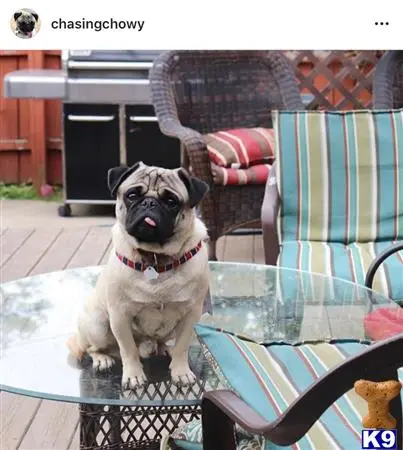 Pug stud dog