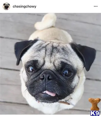 Pug stud dog