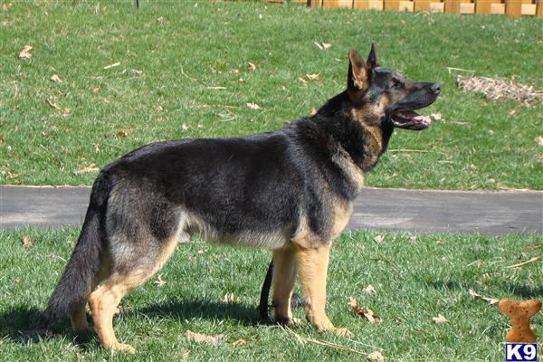 German Shepherd stud dog