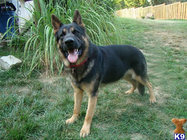 German Shepherd stud dog