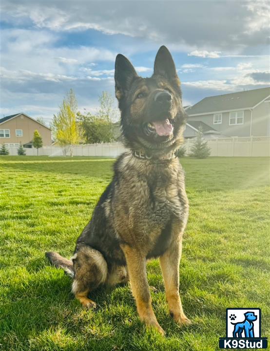 a german shepherd dog sitting on grass