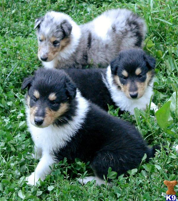 collie puppy posted by chrisgoodwin