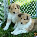 AKC Non-Carrier Collie Pups available Collie puppy located in WILMINGTON