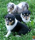 Non-carrier pups available Collie puppy located in WILMINGTON