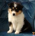 Normal-eyed pups are here available Collie puppy located in WILMINGTON