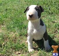 bull terrier puppy posted by chrisman005