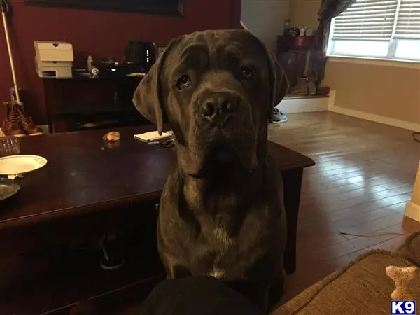 Cane Corso stud dog