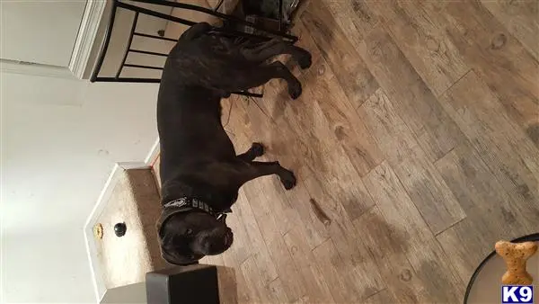 Cane Corso stud dog