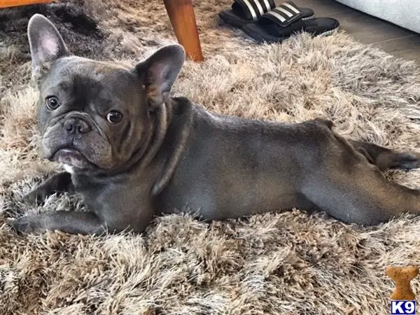 French Bulldog stud dog