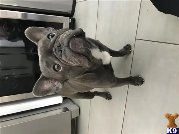 French Bulldog stud dog