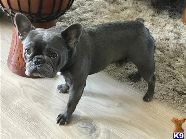 French Bulldog stud dog