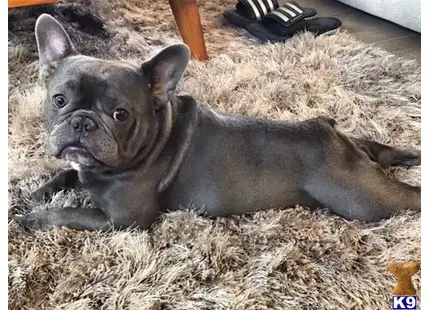 French Bulldog