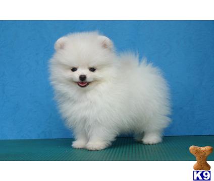 Pomeranian