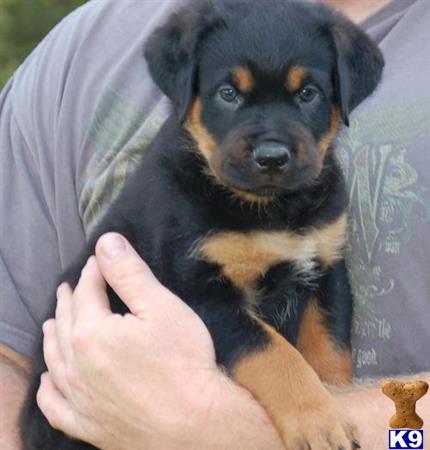 Rottweiler