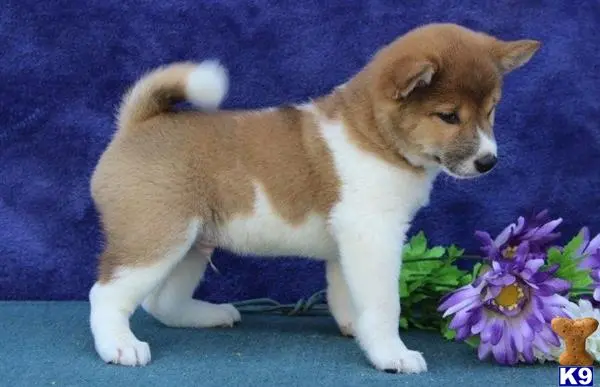 Shiba Inu puppy for sale