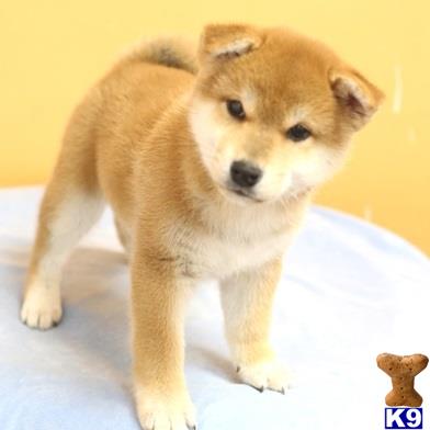 a shiba inu dog standing on a white surface