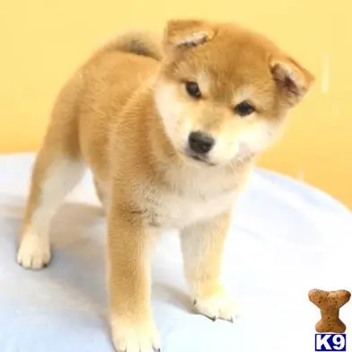 Shiba Inu