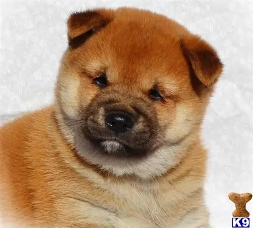 Shiba Inu puppy for sale