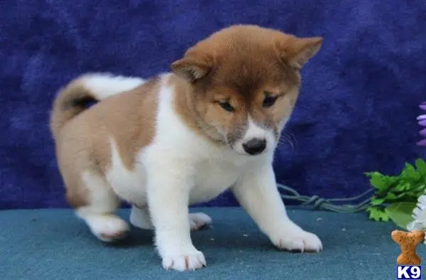 Shiba Inu puppy for sale