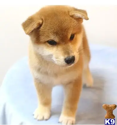 Shiba Inu puppy for sale