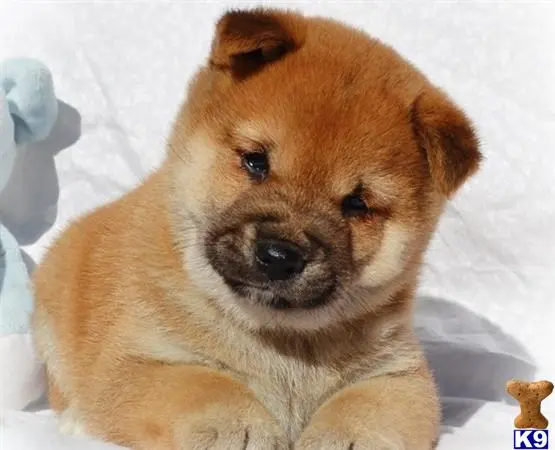 Shiba Inu puppy for sale