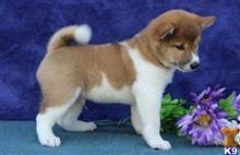 Shiba Inu Puppies For Sale In Texas