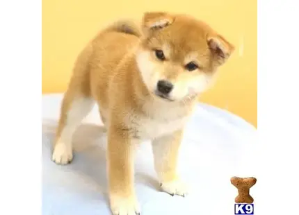 Shiba Inu