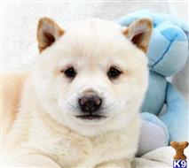 Shiba Inu