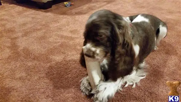 American Cocker Spaniel female dog