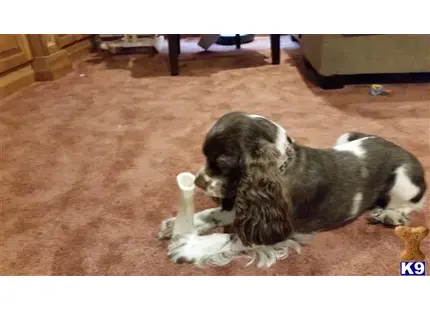 American Cocker Spaniel