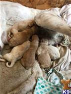 labradoodle puppy posted by christelricketts