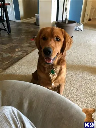 Golden Retriever stud dog