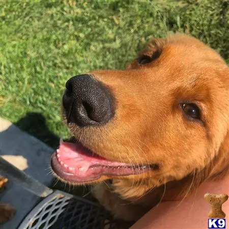 Golden Retriever stud dog