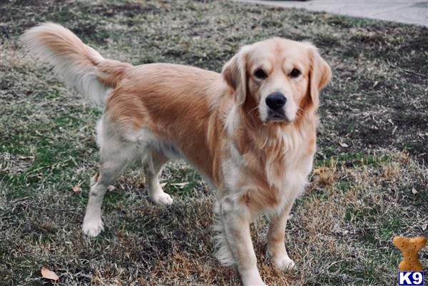 a golden retriever dog standing on grass